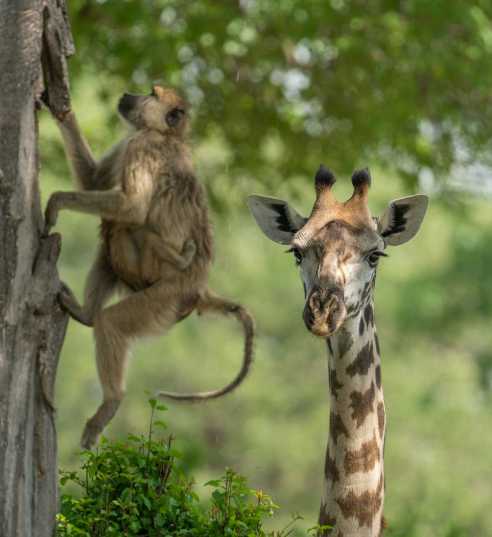 Giraffe und Affe im Bergwald des Arusha-Nationalparks