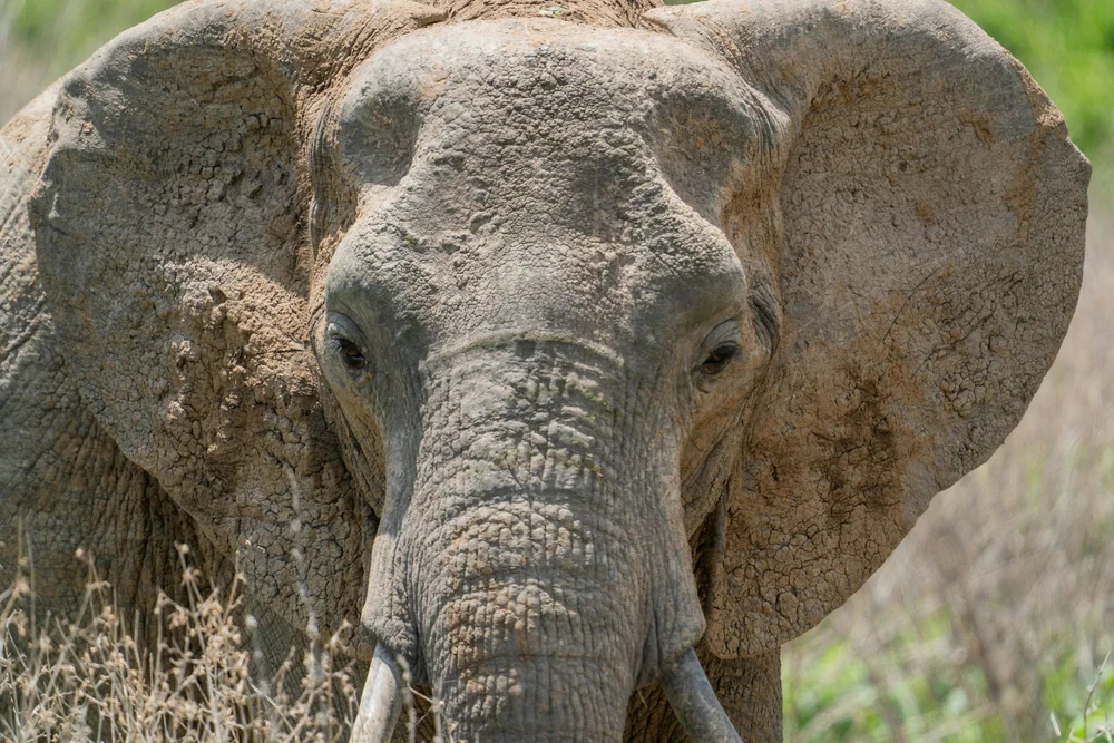 Elefant im Tarangire Nationalpark