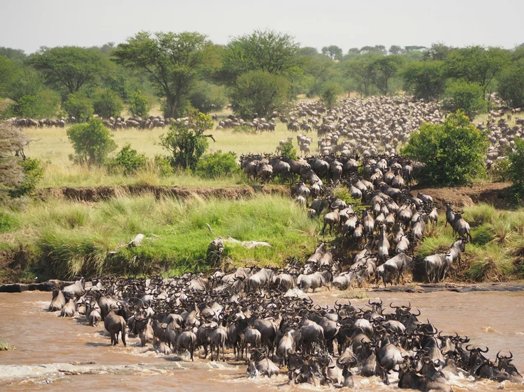 Gnus queren den Mara-Fluss in der Nördlichen Serengeti