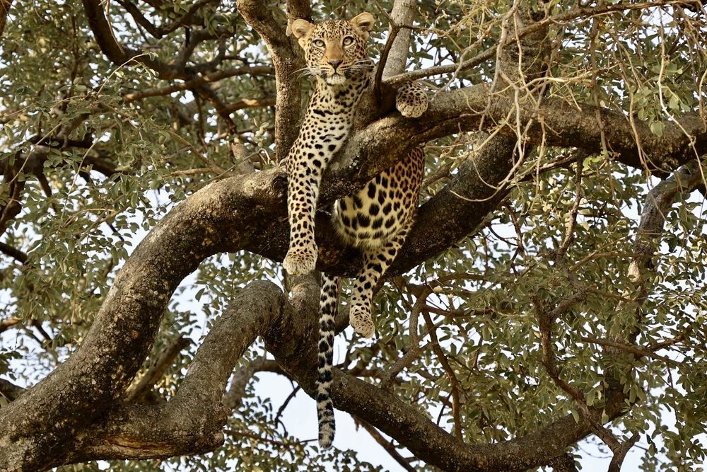 Leopard in einem Baum im Tarangire Nationalpark