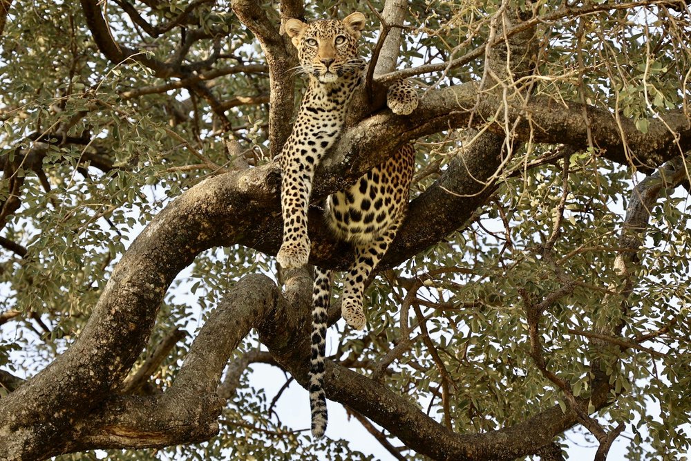 Pirschfahrt im privaten Safari-Jeep im Tarangire Nationalpark