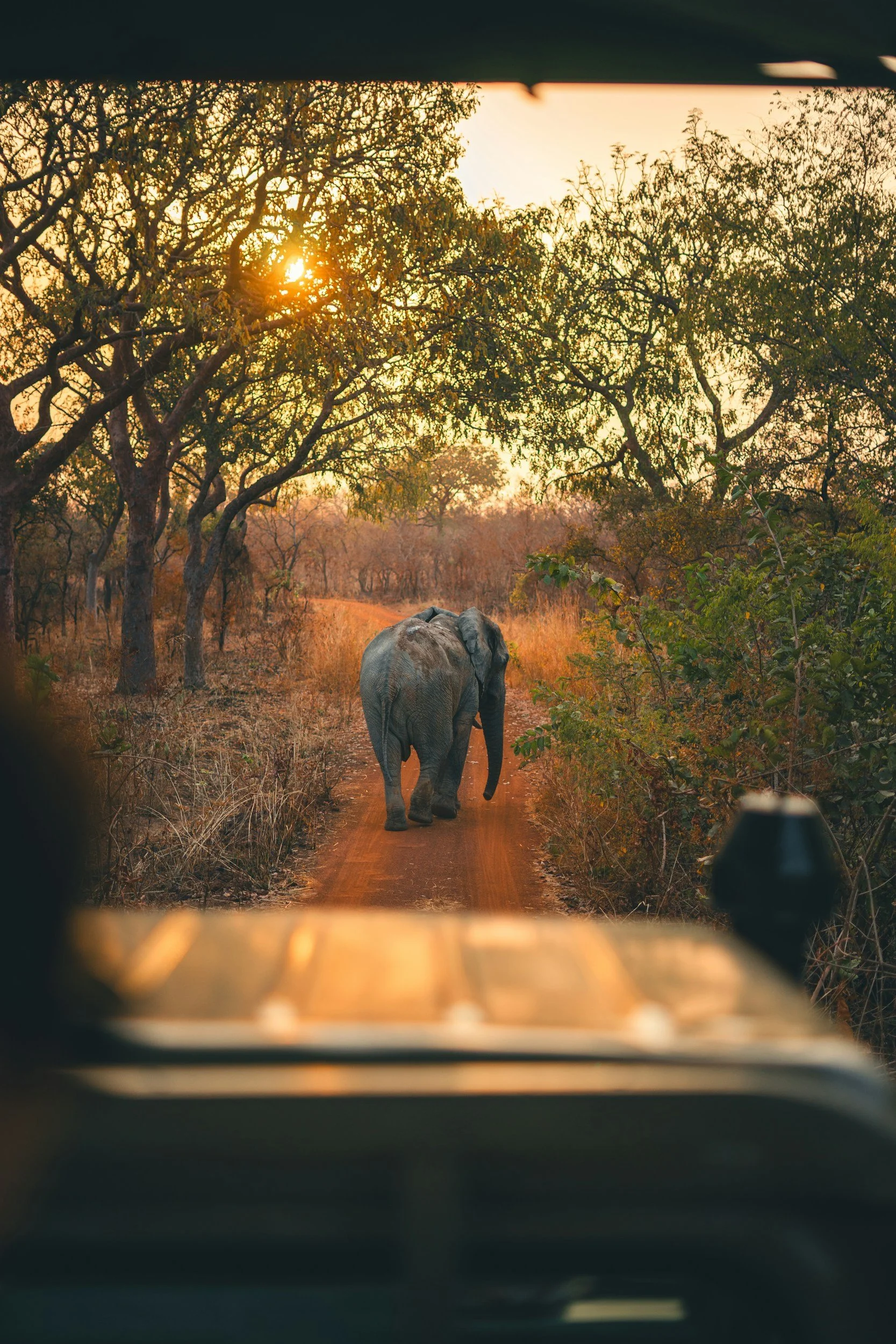 Deutsch sprechender Guide auf Safari