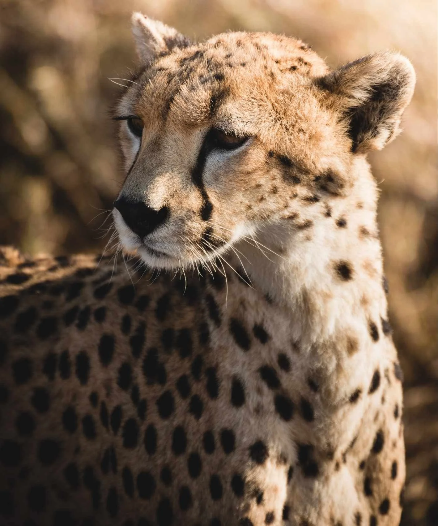 Wo Safari in Tansania? Die besten Nationalparks für Ihre Reise