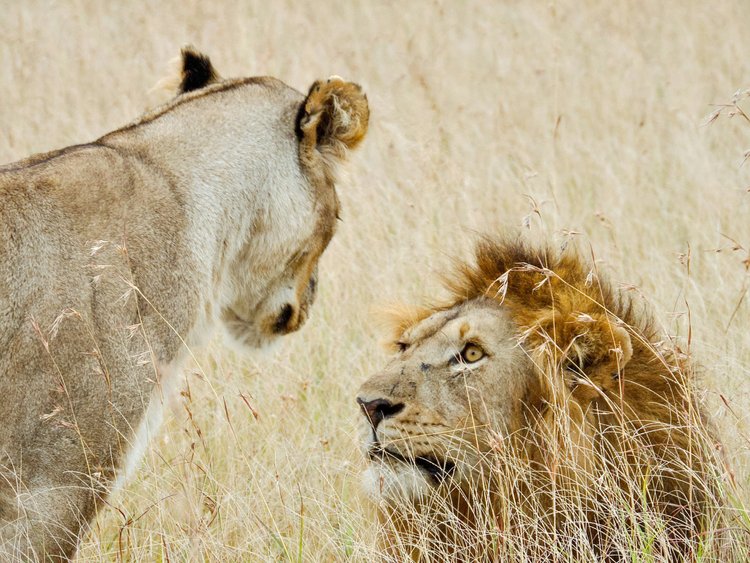 7-Tage-Safari mit zentraler Serengeti
