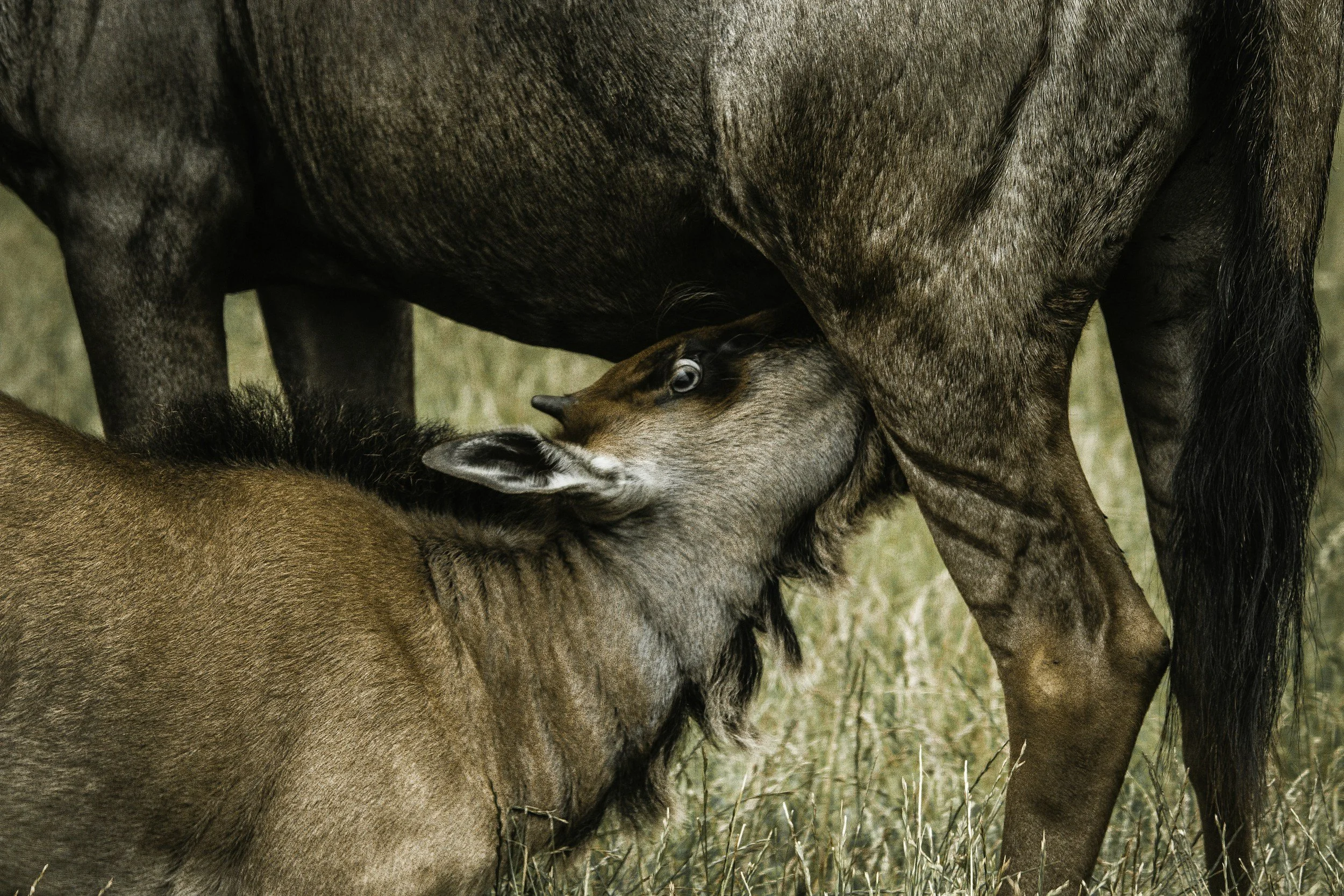 Ein Kalb steht neben der Brust einer braunen Kuh, beide auf einem Feld mit hohem Gras.