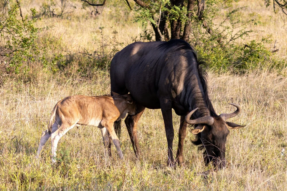 Gnu-Mutter mit neugeborenem Kalb in Ndutu