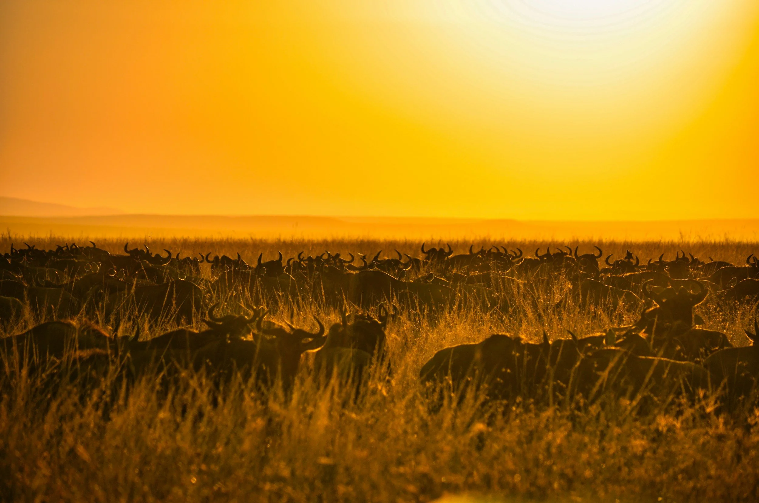 Herden der Großen Migration in der Serengeti