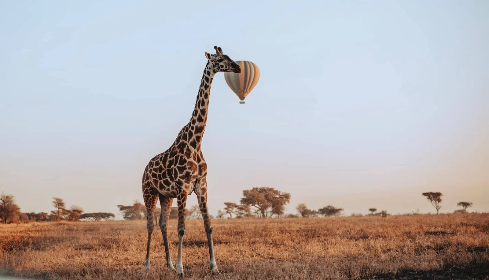 Giraffe und Ballonsafari
