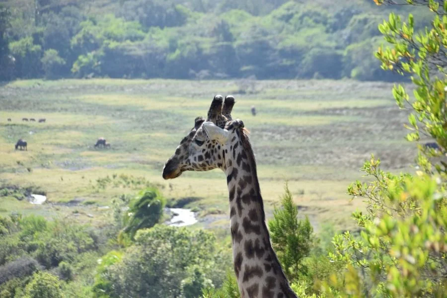 Giraffen im Arusha Nationalpark vor dem Mount Meru