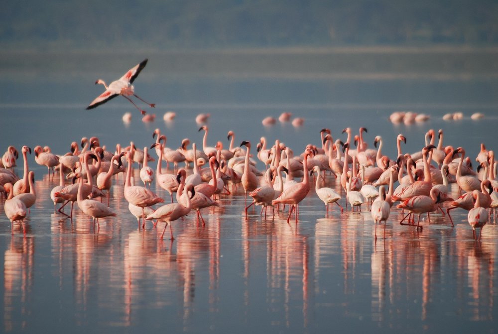 Wasservögel am Lake Manyara