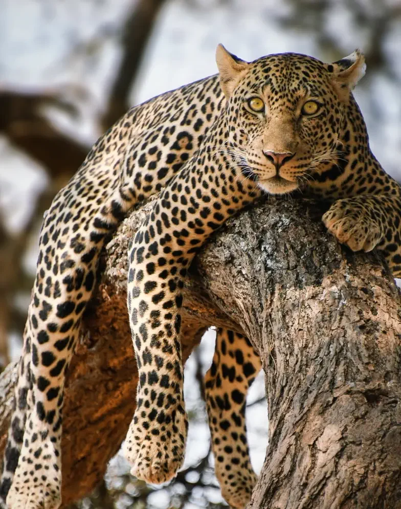 Leopard im Tarangire-Nationalpark