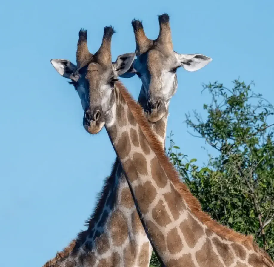 Giraffen im Arusha-Nationalpark vor dem Mount Meru