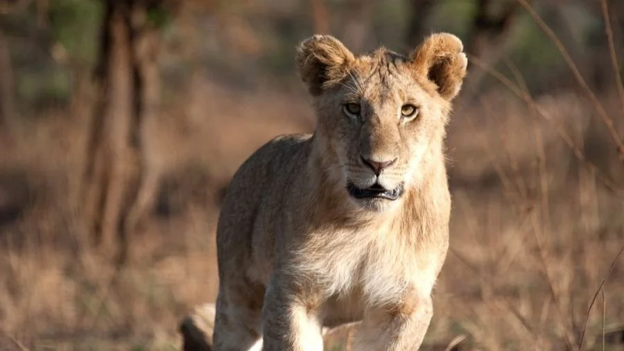 Löwe in der Serengeti