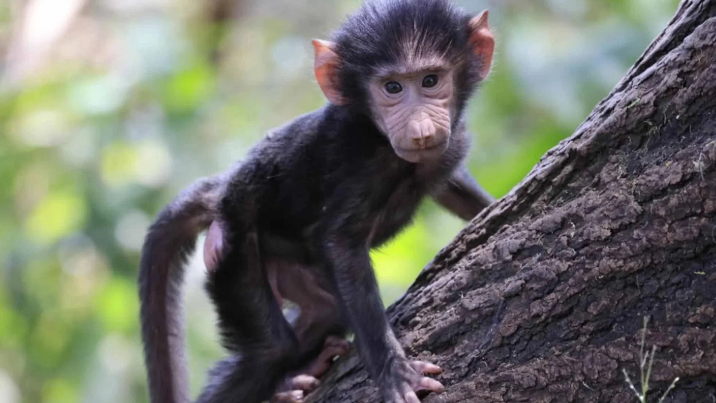 Affe im Lake Manyara nationalpark in Tansania