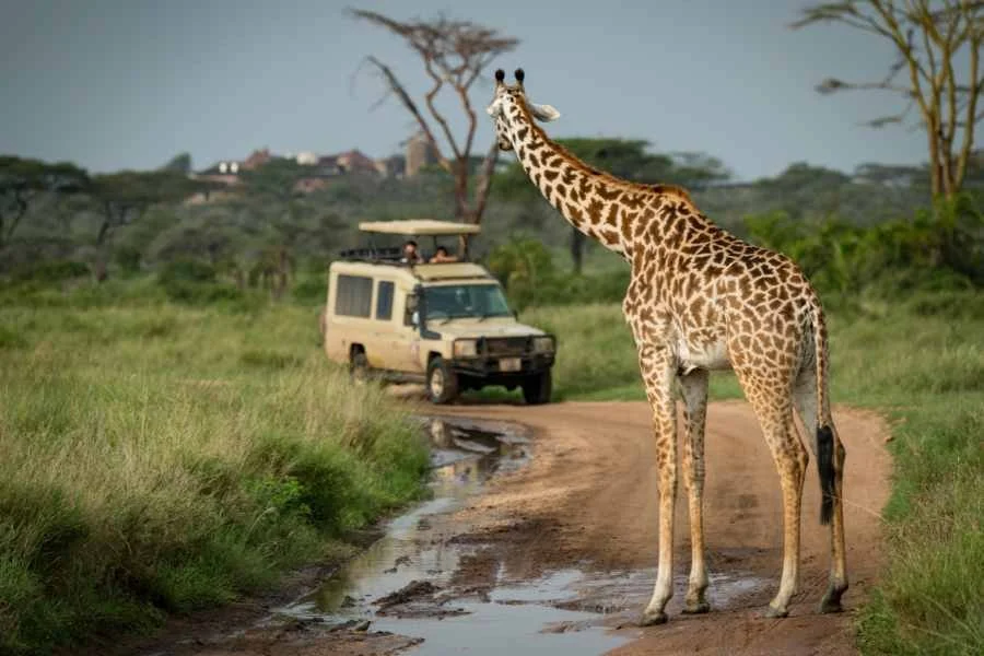Safari Tour ab Arusha