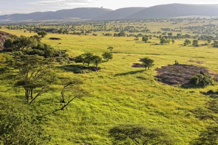 Piste durch die Landschaft der Serengeti
