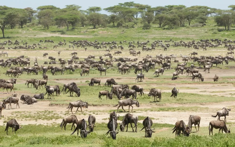 Gnus mit Kälbern in Ndutu