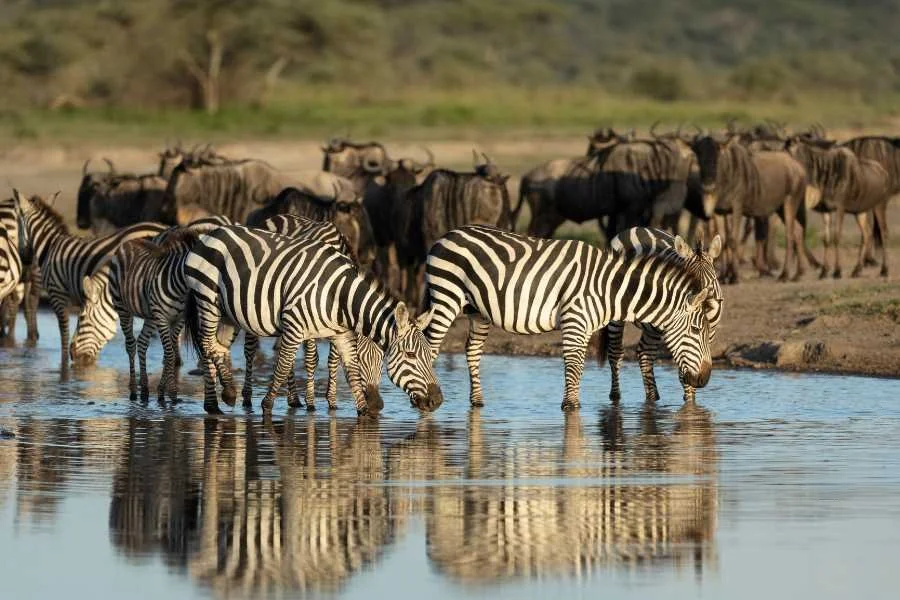 Zebras and wildebeest drinking at Lake Ndutu in the southern Serengeti ecosystem