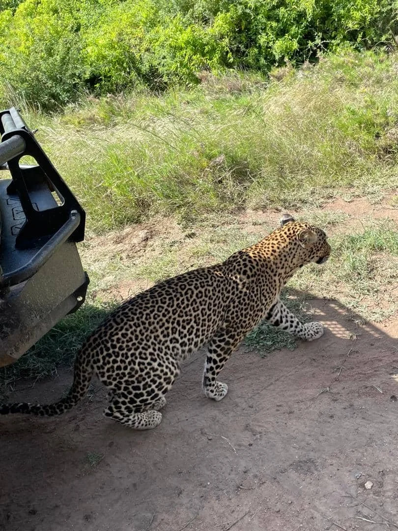 Leopard an der Piste zwischen Ngorongoro-Krater und Serengeti