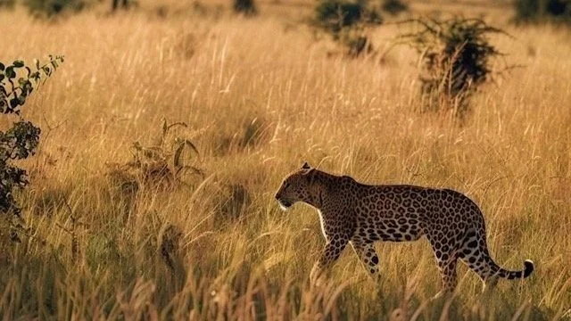 Tansania Safari mit Arusha Safaris