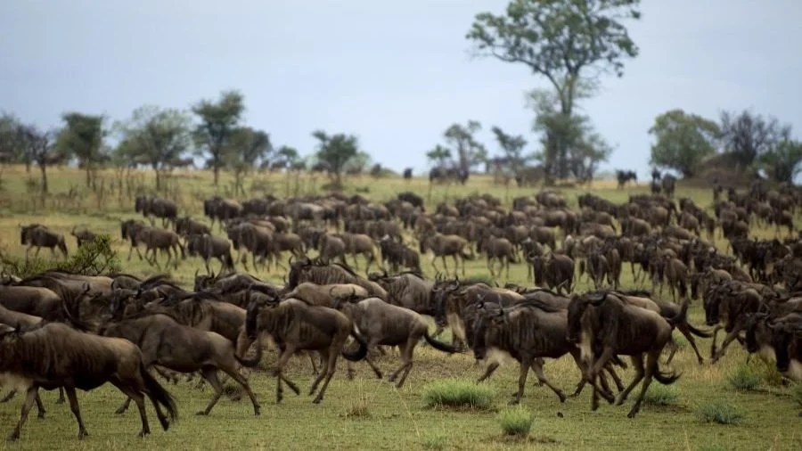 Big Migration in der zentralen Serengeti