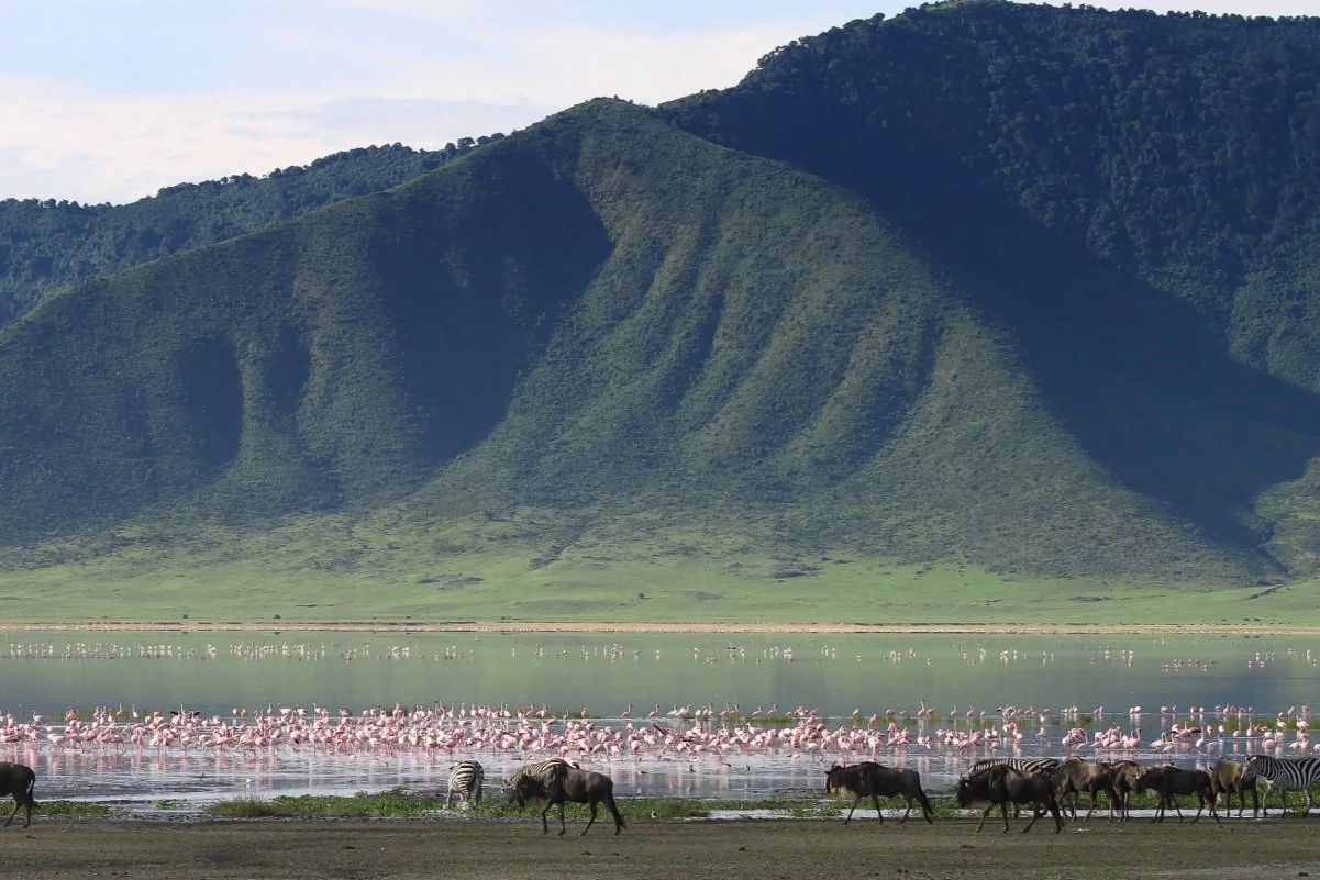 Tiere auf dem Kraterboden des Ngorongoro
