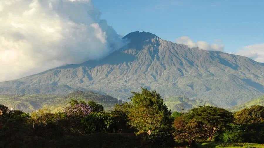 Colobus-Affe im Bergwald des Arusha-Nationalparks