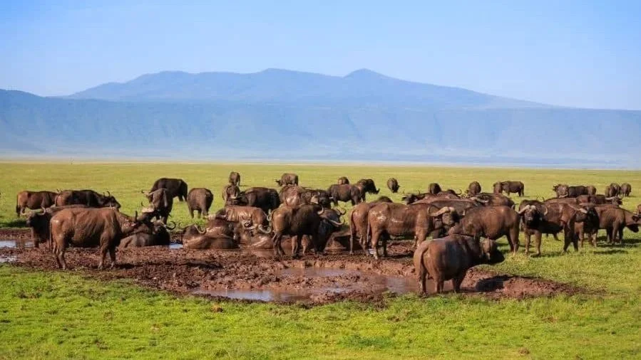 Büffel In tansania Big Five auf Safari sehen