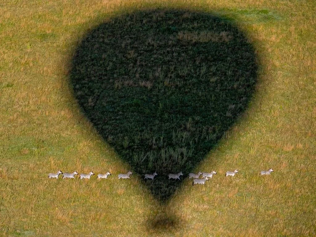 safari im heißluftballon serengeti und tarangire