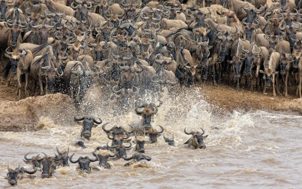 Große Migration und Rivercrossing, 10 Tage