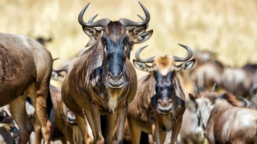 Gnuherde bei Kogatende in der nördlichen Serengeti