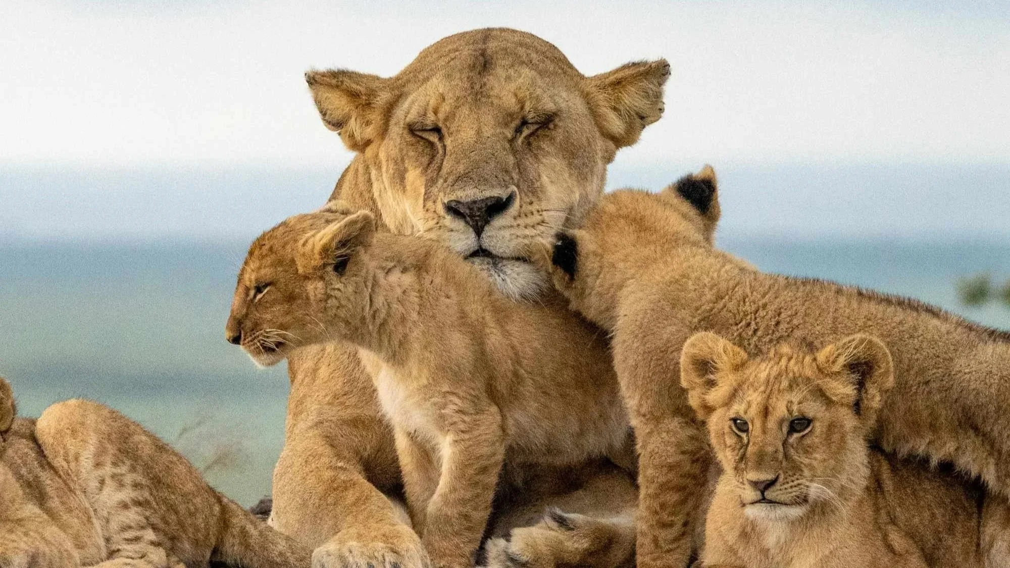 7 Tage safari Serengeti, Tarangire und Ngorongoro Krater