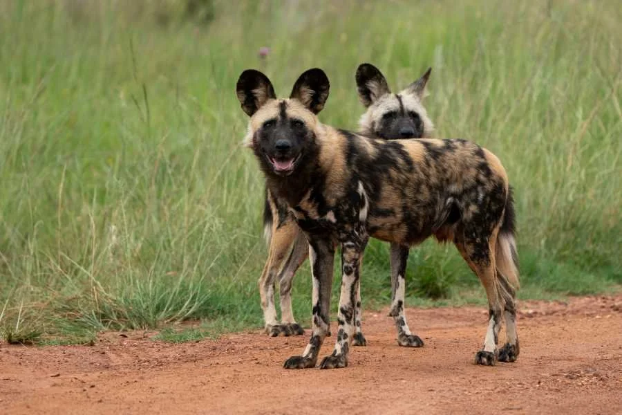 Tierbeobachtung auf Safari im Makuyuni Wildlife park