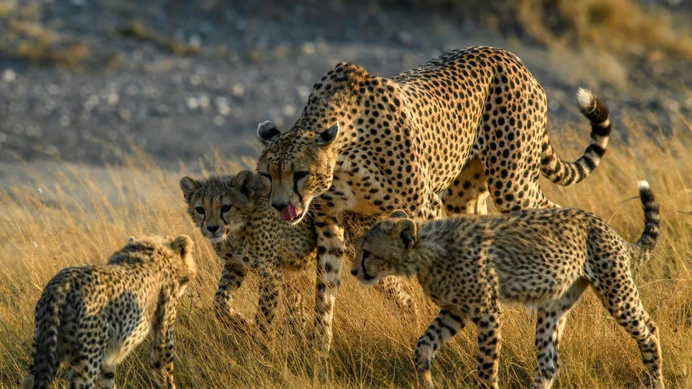 Safari in Tansania, Geparden beobachten