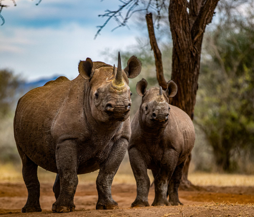 Spitzmaulnashorn auf dem Kraterboden des Ngorongoro