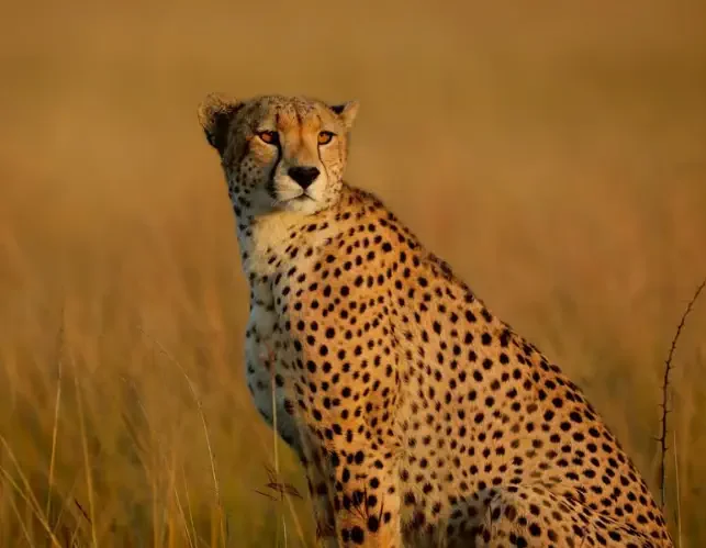 Gepard in der Serengeti