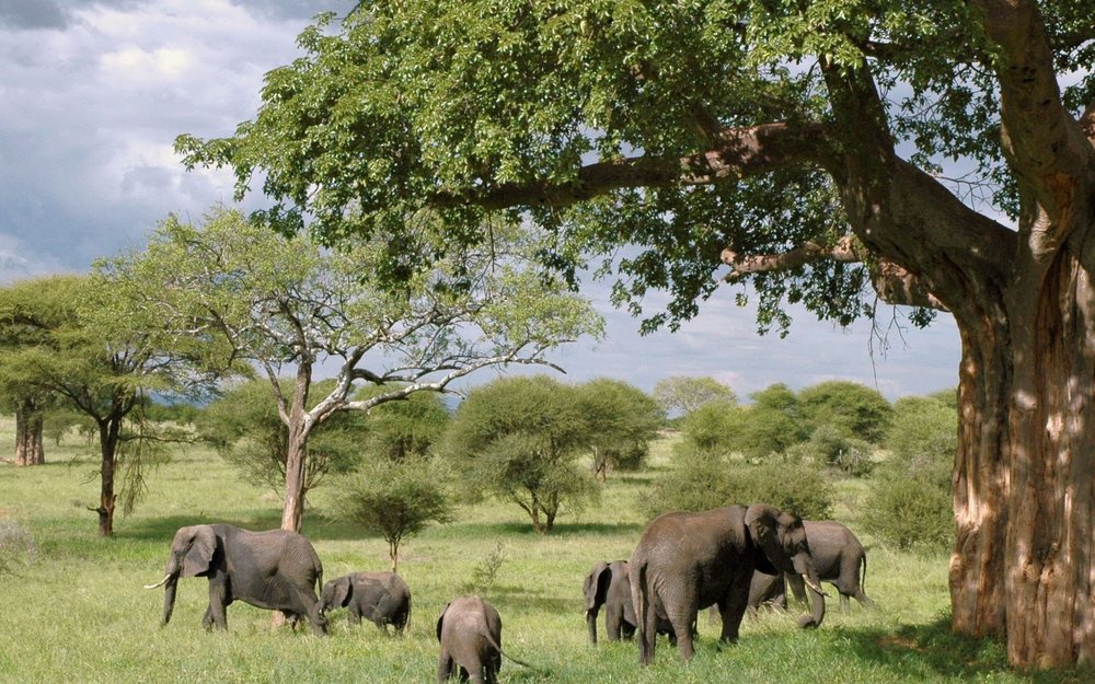 Elefantenherde vor Baobab-Baum im Tarangire Nationalpark