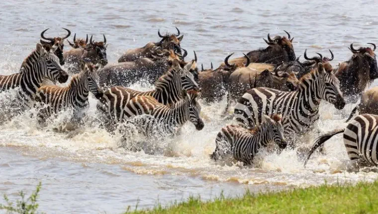 Eine Gruppe von Zebras und Büffeln läuft durch Wasser, Wasser spritzt um sie herum.