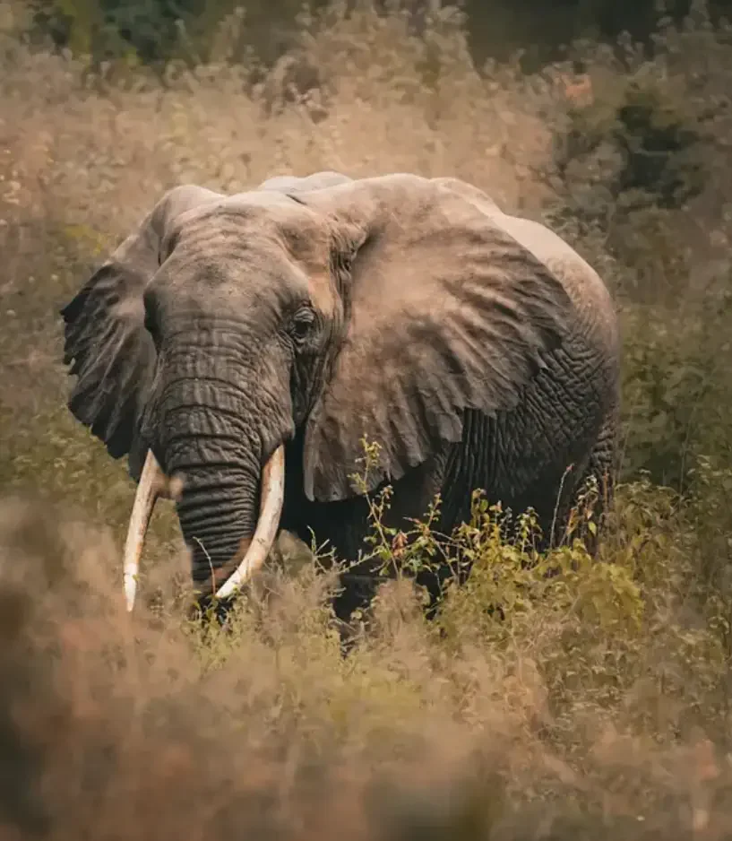 Ein ausgewachsener Elefant im Dschungel