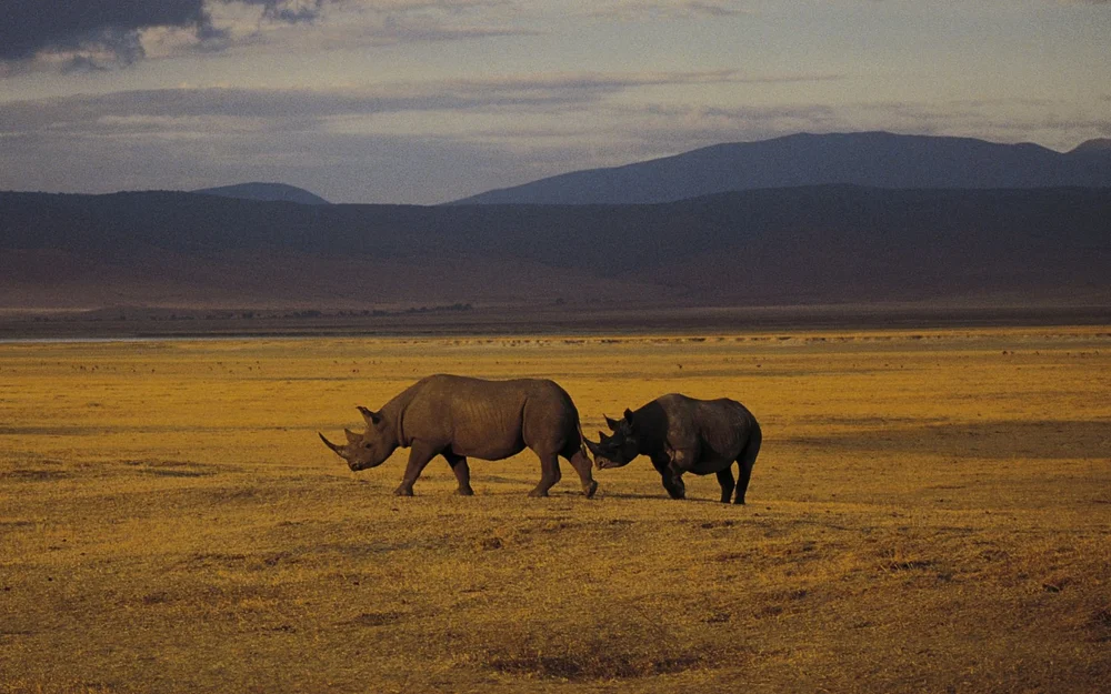 Nashorn auf dem Kraterboden des Ngorongoro in Tansania