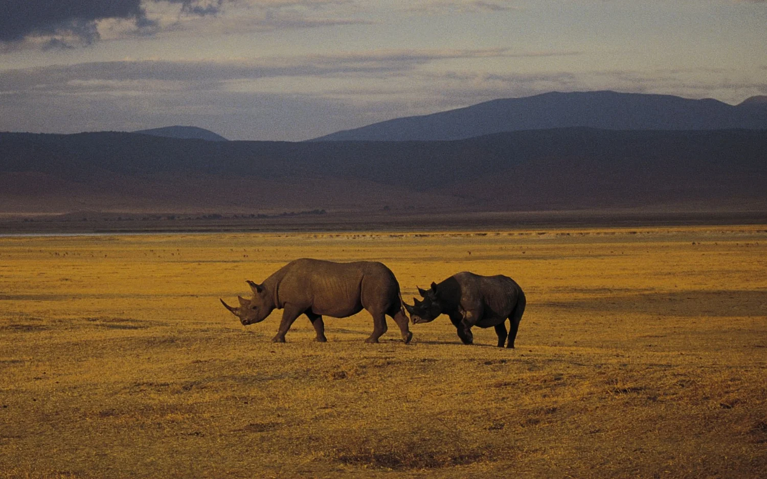 Löwen auf dem Kraterboden des Ngorongoro in Tansania