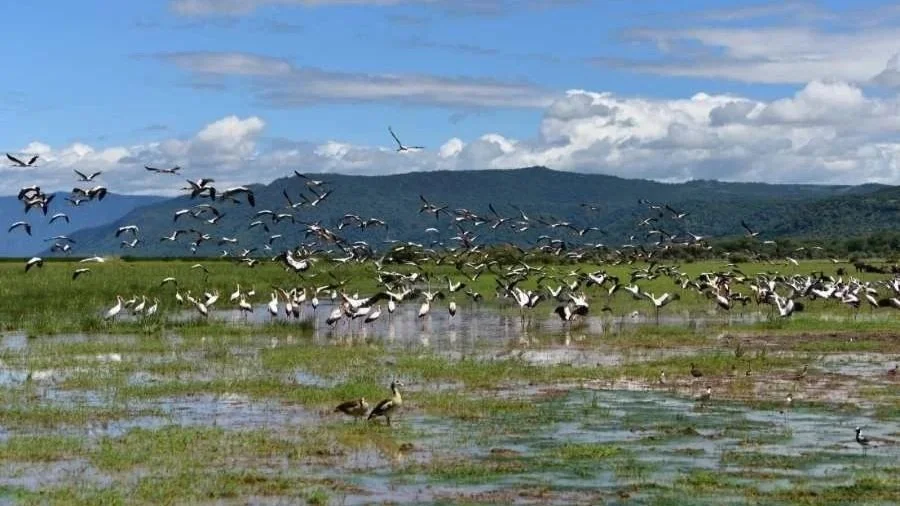 Pirschfahrt im Lake Manyara Nationalpark