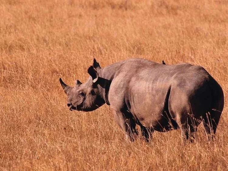 Tiere auf dem Kraterboden des Ngorongoro-Kraters