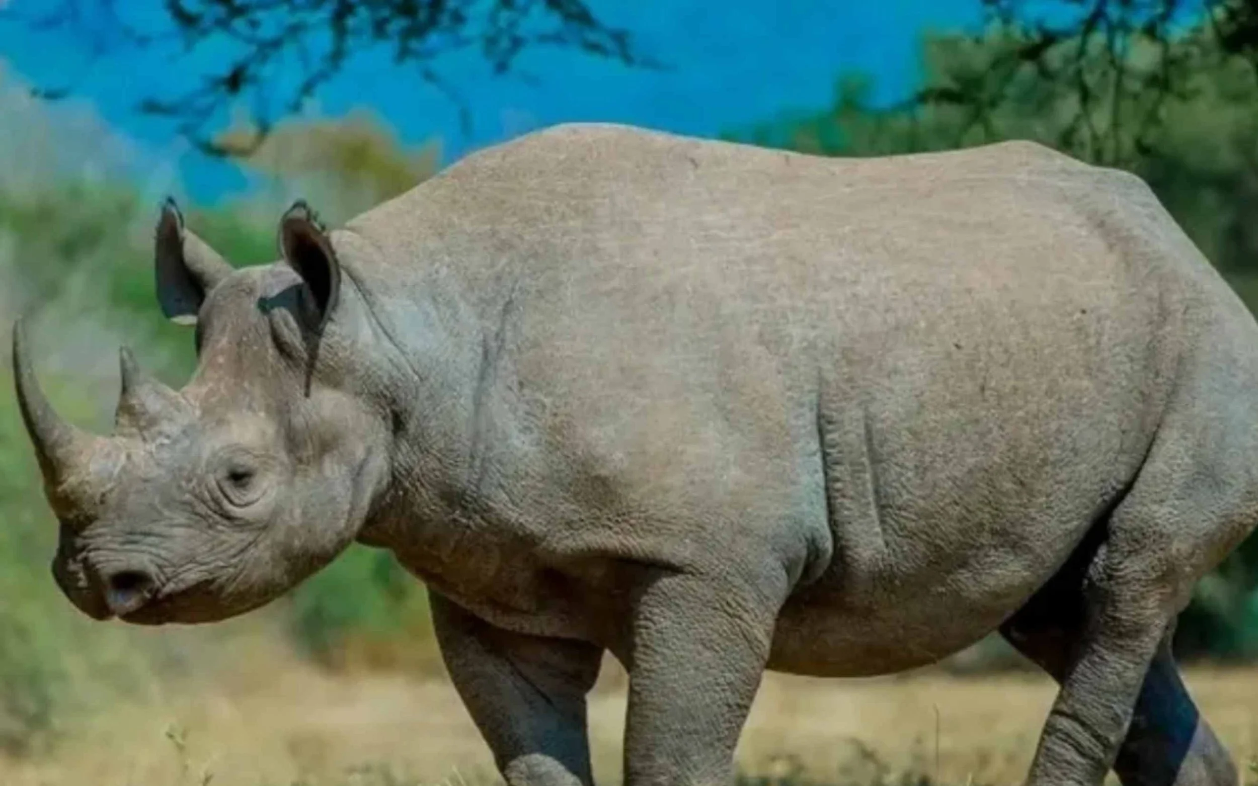 Rhino im Ngorongoro Krater in Tanzania BIG Five