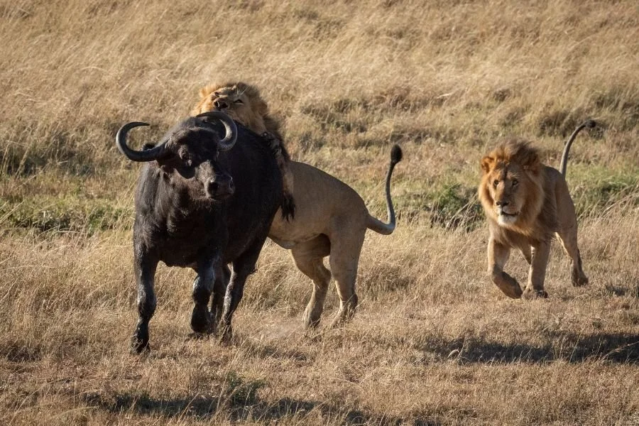Löwe in der zentralen Serengeti
