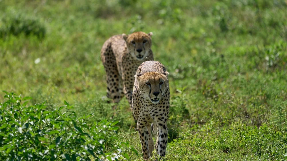 Gepard auf der kurzgrasigen Ebene in Ndutu