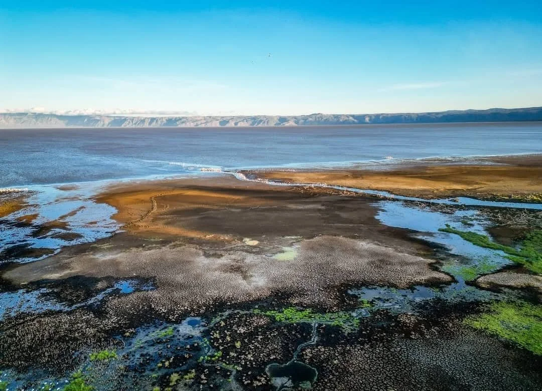 Palmen am Ufer des Lake Eyasi im Rift Valley