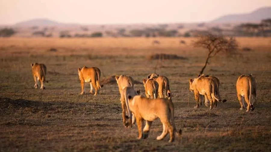 Löwen in der Serengeti bei Sonnenuntergang