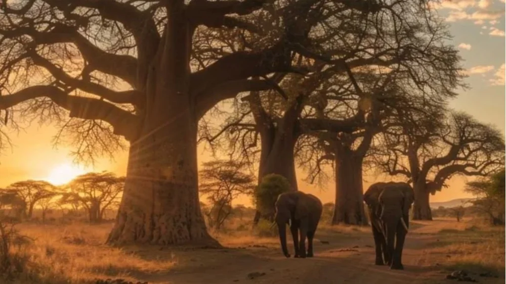 Elefantenherde im Tarangire Nationalpark