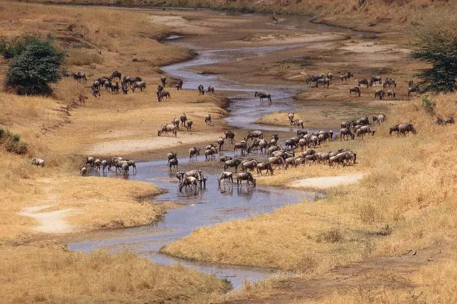 Safari im Tarangire ab Arusha-  Anfahrt ca 2,5h